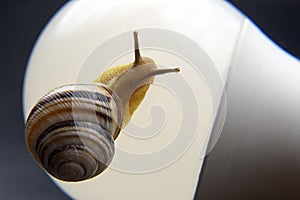 Helix pomatia. snail on led lamp. mollusc and invertebrate. delicacy meat and gourmet food