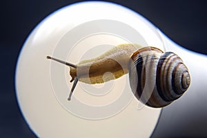 Helix pomatia. snail on led lamp. mollusc and invertebrate. delicacy meat and gourmet food