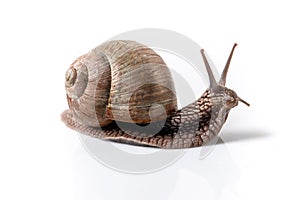 Helix Pomatia Snail Muller with brown striped shell, crawl isolated on a white background Helix Pomatia Burgundy Roman, Escargot.