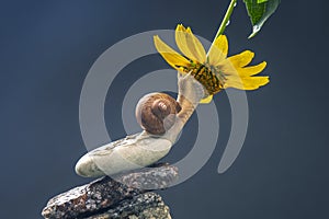 Helix pomatia. snail on a stone pyramid is drawn to the scent of a yellow flower. mollusc and invertebrate. delicacy meat and