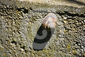 Helix pomatia snail on the wall