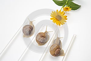 Helix pomatia. snails compete to reach the yellow flower. mollusc and invertebrate. delicacy meat and gourmet food