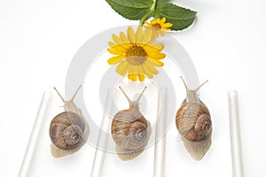 Helix pomatia. snails compete to reach the yellow flower. mollusc and invertebrate. delicacy meat and gourmet food