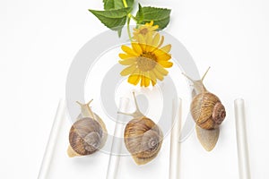 Helix pomatia. snails compete to reach the yellow flower. mollusc and invertebrate. delicacy meat and gourmet food