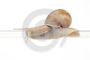 Helix pomatia. snails hang from a plastic tube. mollusc and invertebrate. delicacy meat and gourmet food