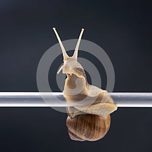 Helix pomatia. snails hang from a plastic tube. mollusc and invertebrate. delicacy meat and gourmet food