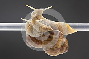 Helix pomatia. snails hang from a plastic tube. romance and relationships in the animal kingdom. mollusc and invertebrate.