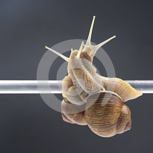 Helix pomatia. snails hang from a plastic tube. romance and relationships in the animal kingdom. mollusc and invertebrate