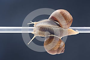 Helix pomatia. snails hang from a plastic tube. romance and relationships in the animal kingdom. mollusc and invertebrate.