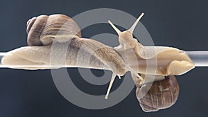 Helix pomatia. snails hang from a plastic tube. romance and relationships in the animal kingdom. mollusc and invertebrate.