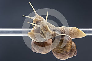 Helix pomatia. snails hang from a plastic tube. romance and relationships in the animal kingdom. mollusc and invertebrate.