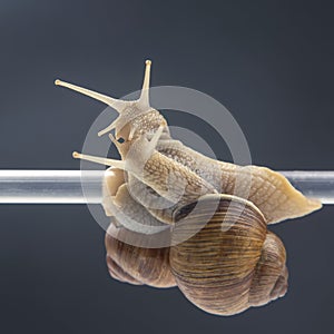 Helix pomatia. snails hang from a plastic tube. romance and relationships in the animal kingdom. mollusc and invertebrate.