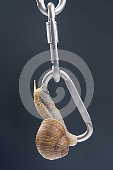 Helix pomatia. snails hold each other on metal carabiners for belay. mollusc and invertebrate. delicacy meat and gourmet food