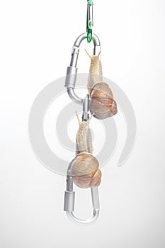 Helix pomatia. snails hold each other on metal carabiners for belay. mollusc and invertebrate. delicacy meat and gourmet food