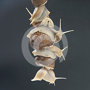 Helix pomatia. snails hold each other with suckers. romance and relationships in the animal kingdom. mollusc and invertebrate.