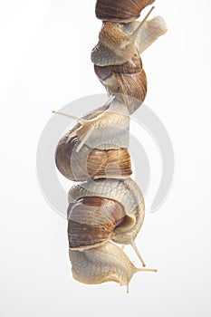 Helix pomatia. snails hold each other with suckers. romance and relationships in the animal kingdom. mollusc and invertebrate.