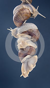 Helix pomatia. snails hold each other with suckers. romance and relationships in the animal kingdom. mollusc and invertebrate.