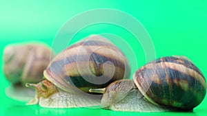 Helix pomatia snails stretch their antennae sitting on a green background.