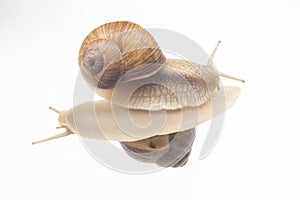 Helix pomatia. snails on transparent glass. mollusc and invertebrate. delicacy meat and gourmet food