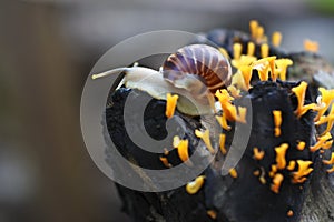 Helix pomatia, a species of land snail