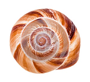 helix shell of roman snail isolated on white