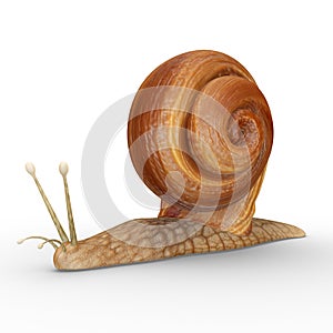 Helix (Snail)