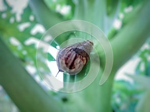 Helix sp is a leaf- eating pest