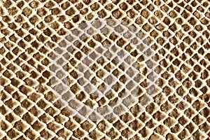 Hell beige snakeskin texture