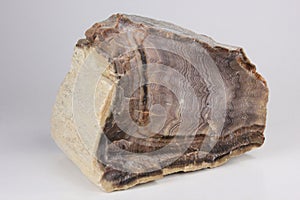 Hell's Canyon Herringbone Petrified Wood