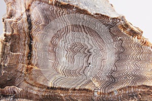 Hell's Canyon Herringbone Petrified Wood photo