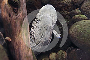 Hellbender salamander