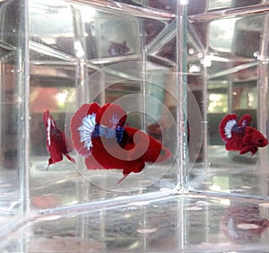 a hellboy type fighting betta fish