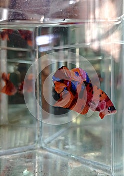 Nemo type fighting betta fish