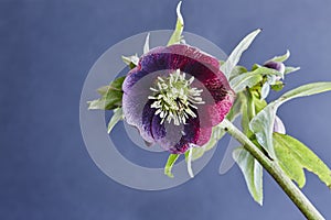 Hellebore