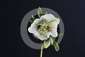 Hellebore