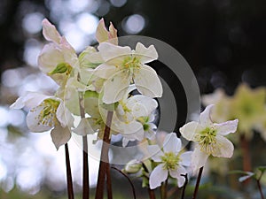 Hellebore