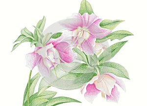 hellebore