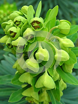 Hellebore photo