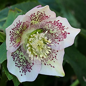 Hellebore