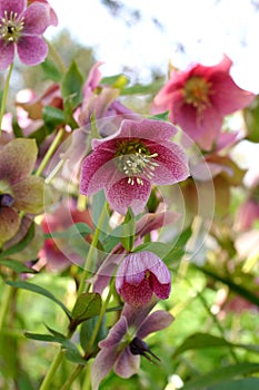 Hellebore photo