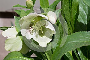 Hellebore Blooming in Spring