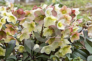 Hellebore