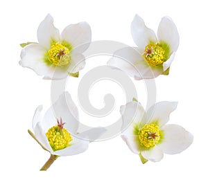 Hellebore, Commonly known as hellebores or