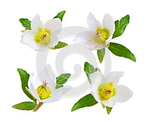 Hellebore, Commonly known as hellebores or