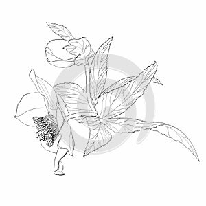 Hellebore floral botanical flower with bud and leaves. Wild spring flowers isolated. Line engraved ink art.
