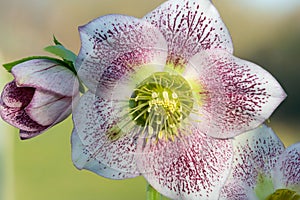 Hellebore flower