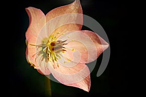 Hellebore flower in bloom