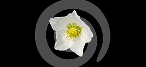 Hellebore flower brightening on black background.