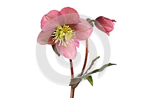 Hellebore flower and bud