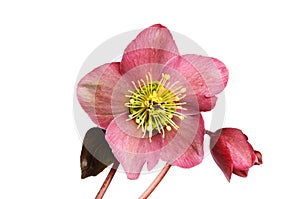 Hellebore flower and bud